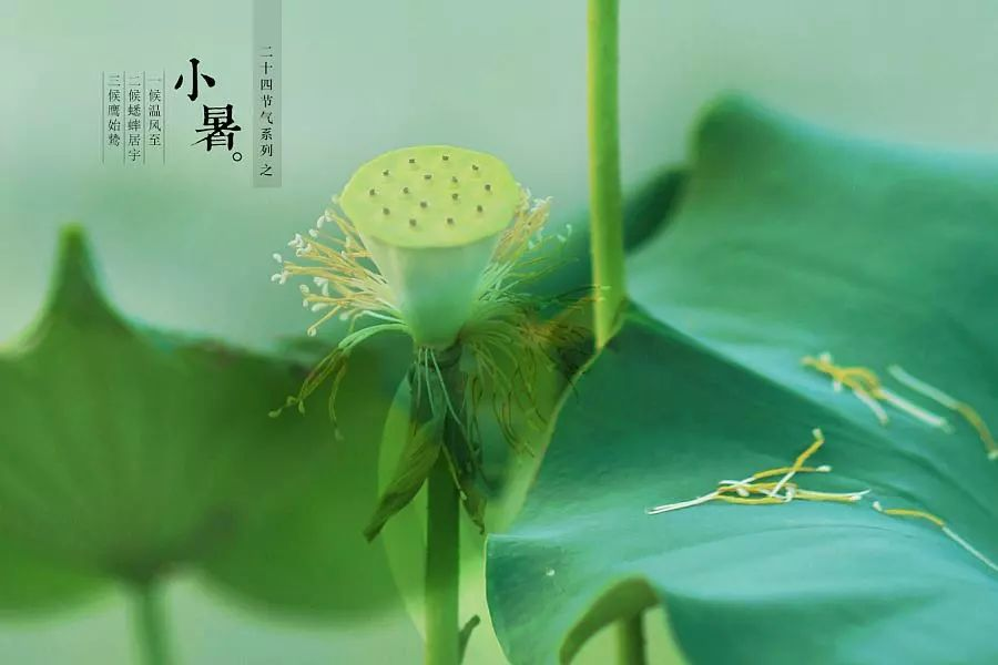 倏忽溫風(fēng)至，因循小暑來(lái)!